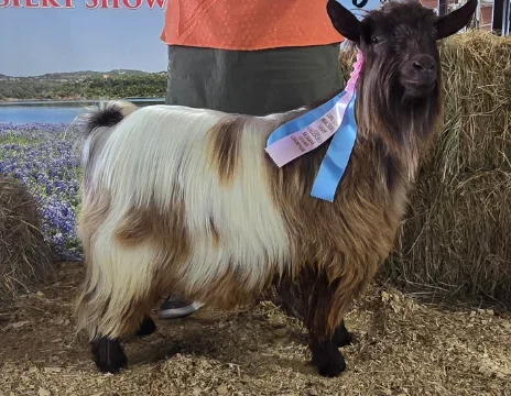 DCB Farms Ghillie Dhu