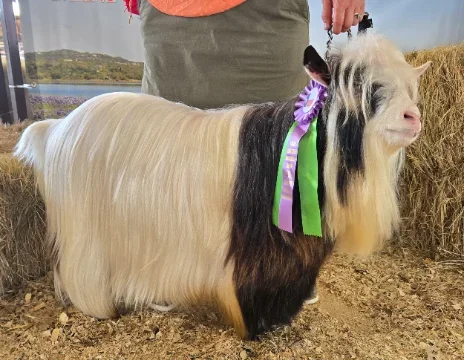 DCB Farms Rum Runner