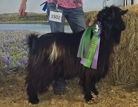 DCB Farms Fade To Black