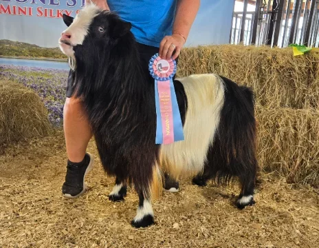 Big Sky Silkies Hamilton