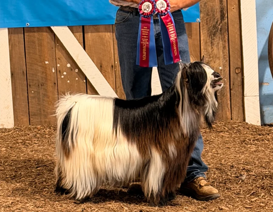 Big Sky Silkies King George