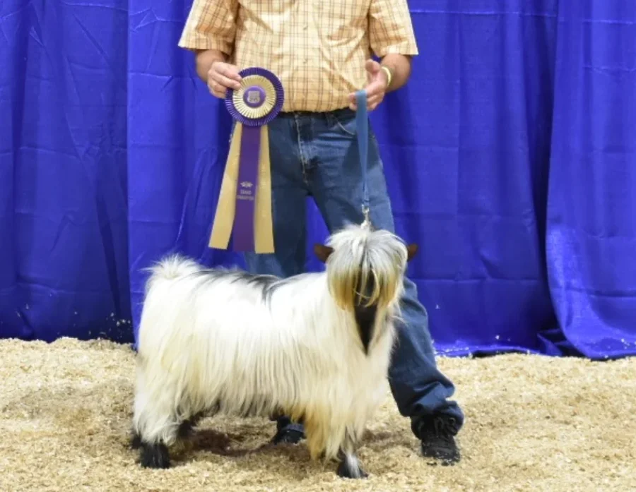 Hootnanny Acres Mystic
