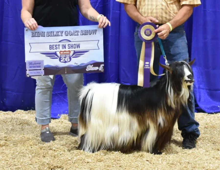 Big Sky Silkies King George