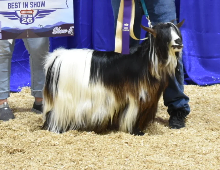 Big Sky Silkies King George