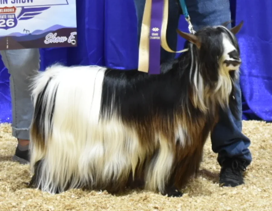 Big Sky Silkies King George