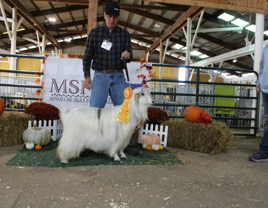 Rdreamfarms Ghost Dancer