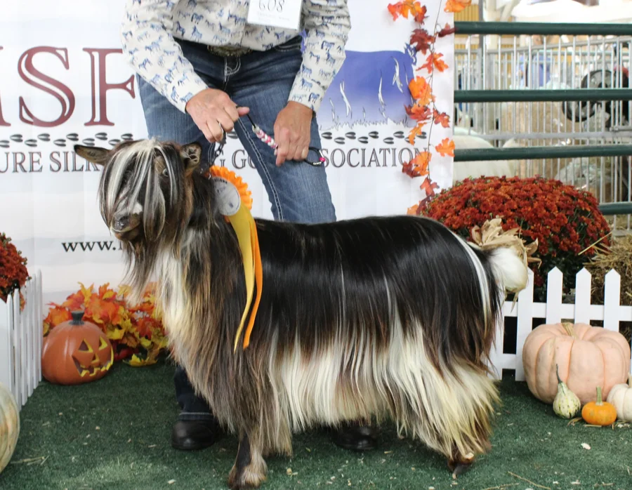 Rdreamfarms Kachina